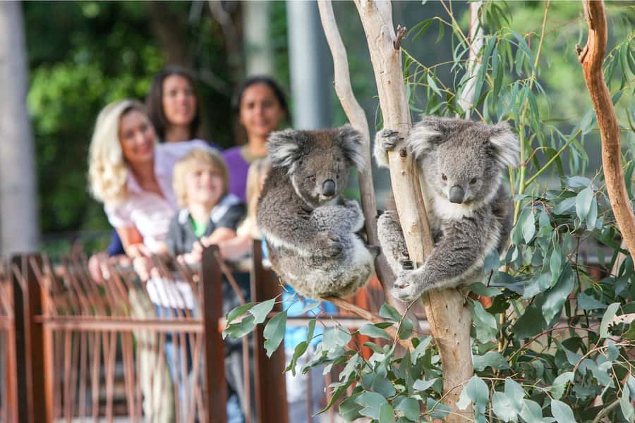 Melbourne Zoo: 1-Day Entry Ticket - Melbourne Zoo 1-Day Entry: What a $37 Ticket Buys in Real Time
