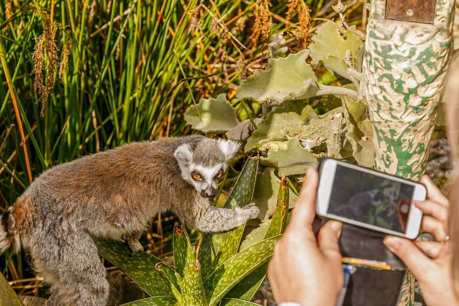 Melbourne Zoo: 1-Day Entry Ticket - Getting to the Zoo Without Stress: Tram 58, Upfield Trains, and Bus 505