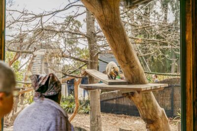 Melbourne Zoo: 1-Day Entry Ticket - Price and Value: Is $37 Good for a Full Zoo Day?