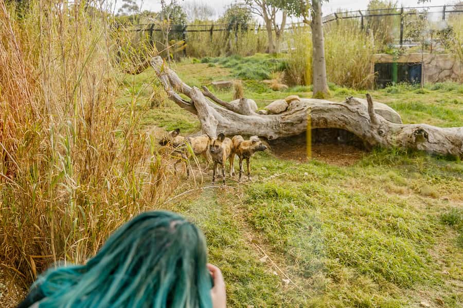 Melbourne Zoo: 1-Day Entry Ticket - Map-Proof Planning: How Much Time You Really Need