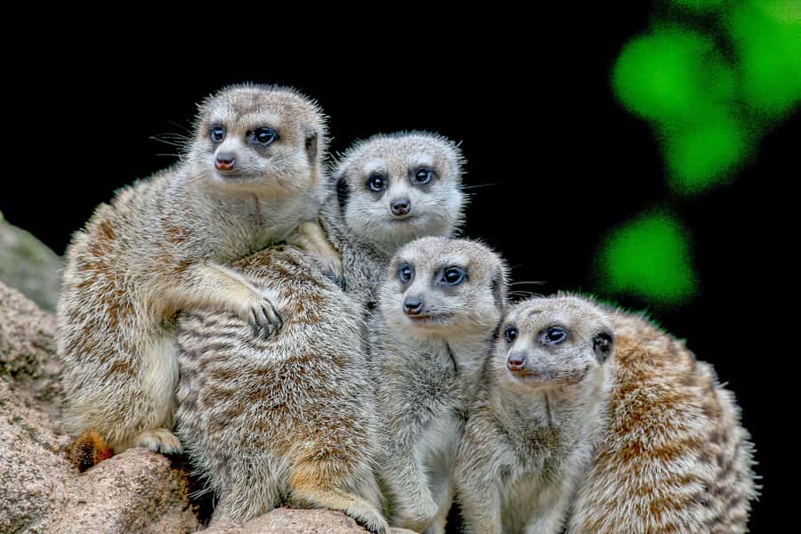 Melbourne Zoo: 1-Day Entry Ticket - Your Best Route: Rainforest First, Then Lions, Then Australia