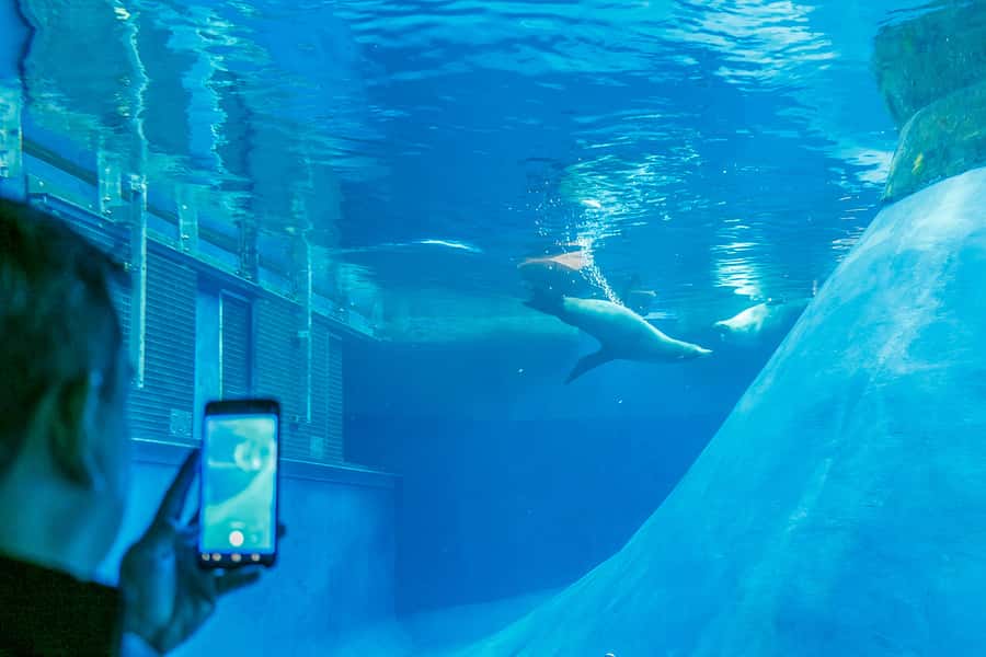 Melbourne Zoo: 1-Day Entry Ticket - Lion Gorge and the Butterfly House: Two Stops You’ll Remember