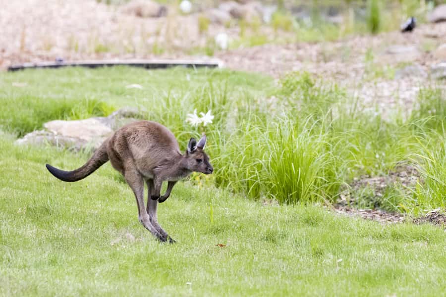 Melbourne Zoo: Australian Wildlife Experience Ticket - What Makes This Tour Feel Different