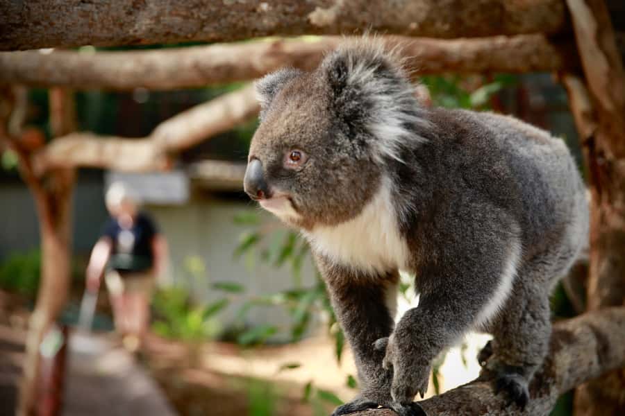 Melbourne Zoo: Australian Wildlife Experience Ticket - Quick Hits: What You Should Know