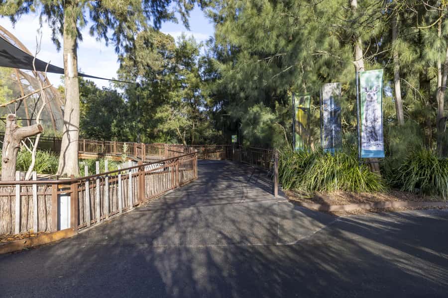 Melbourne Zoo: Australian Wildlife Experience Ticket - Koalas Karri and Waru: The Morning Wake-Up Moment