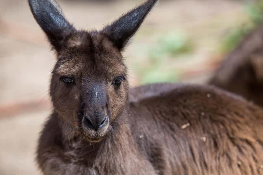 Melbourne Zoo: Australian Wildlife Experience Ticket - Getting Inside Before the Crowds (And Why It Matters)