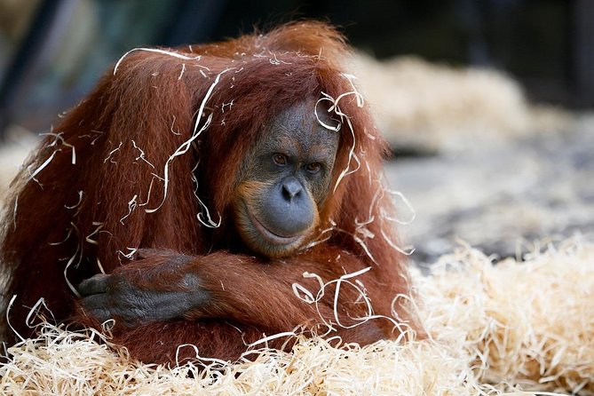 Melbourne Zoo General Entry Ticket - Key highlights to plan around