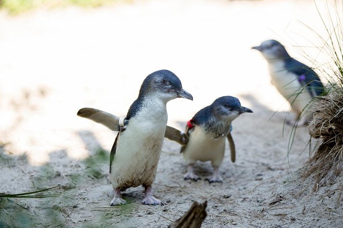 Melbourne Zoo General Entry Ticket - Getting there and timing: a zoo day that fits Melbourne’s hours