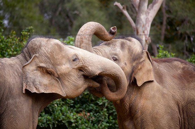 Melbourne Zoo General Entry Ticket - Trail of Elephants and the African savanna: big animals, open-air viewing