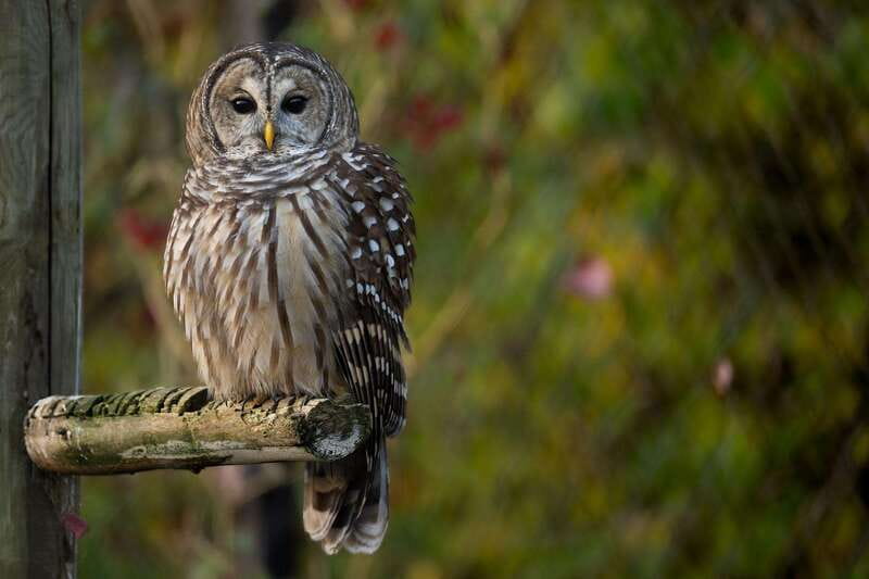 Montreal: Ecomuseum Zoo Entry Ticket - Who This Zoo Ticket Is Best For