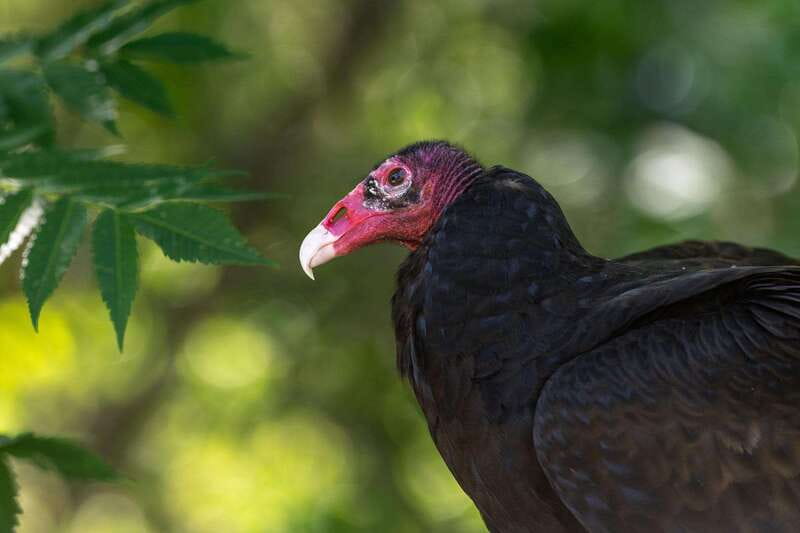 Montreal: Ecomuseum Zoo Entry Ticket - Meet the Animal Stories, Not Just the Species Names