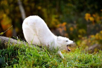 Montreal: Ecomuseum Zoo Entry Ticket - Natural-Style Habitats That Make Watching Easier