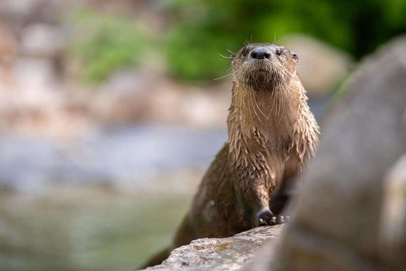 Montreal: Ecomuseum Zoo Entry Ticket - Your Self-Guided Day: How the Loop Works