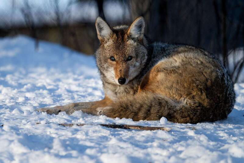Montreal: Ecomuseum Zoo Entry Ticket - How Much Time and Energy Should You Budget?