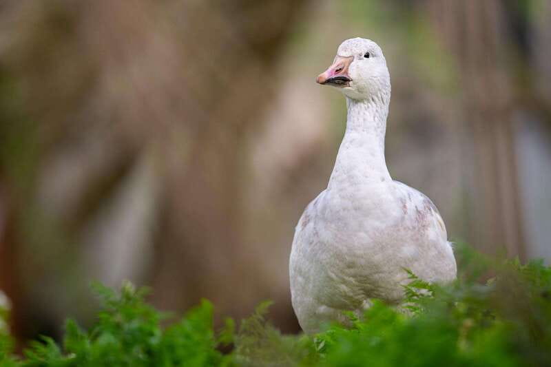 Montreal: Ecomuseum Zoo Entry Ticket - $16 Value: What You Get for the Cost