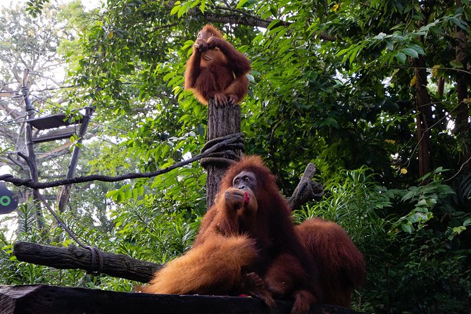 Morning at the Zoo with 1-way Transfer (Free & Easy) - The tram tour through open habitats: how you see more without rushing