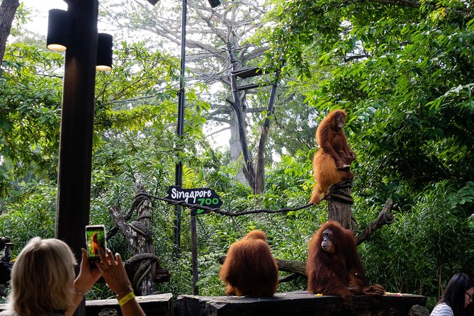 Morning at the Zoo with 1-way Transfer (Free & Easy) - Time management: 4 hours sounds short, but it’s a system