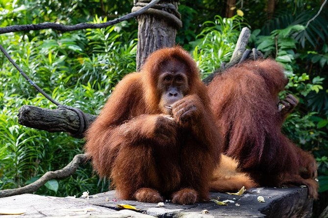 Morning at the Zoo with 1-way Transfer (Free & Easy) - Price and value: what you’re really paying for
