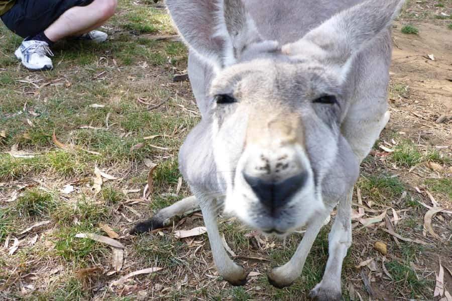 Mount Lofty Downhill Bike Tour & Cleland Wildlife Park Visit - Mount Lofty to Adelaide: the big idea in plain terms