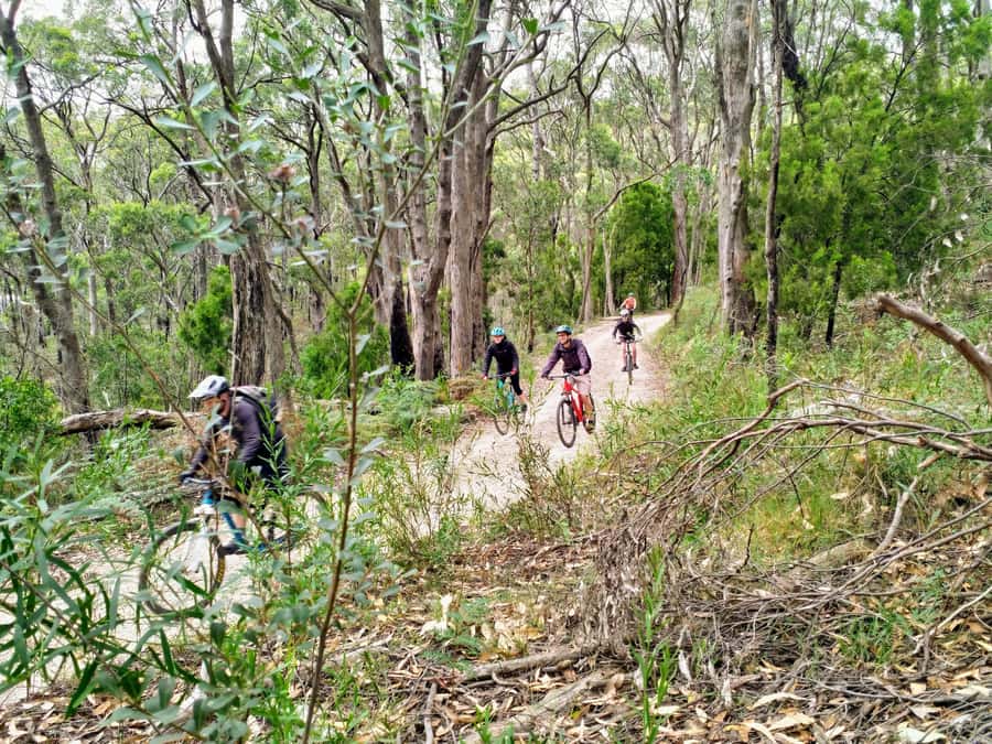 Mount Lofty Downhill Bike Tour & Cleland Wildlife Park Visit - The pacing: morning tea, then back into the suburbs