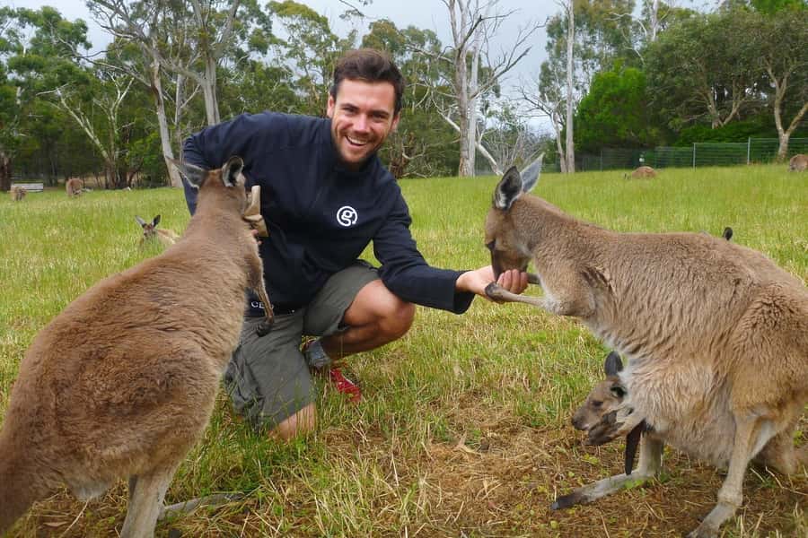 Mount Lofty Downhill Bike Tour & Cleland Wildlife Park Visit - Value for your time in Adelaide: why this combo works