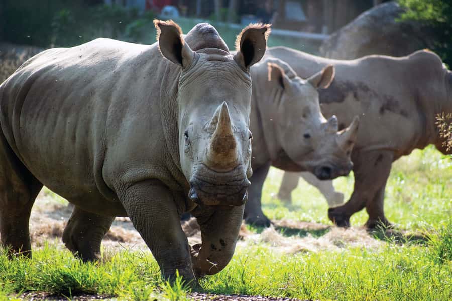 Nashville Zoo: Any-Day Admission Ticket - Any-Day Admission Means You Can Pick the Best Nashville Zoo Day