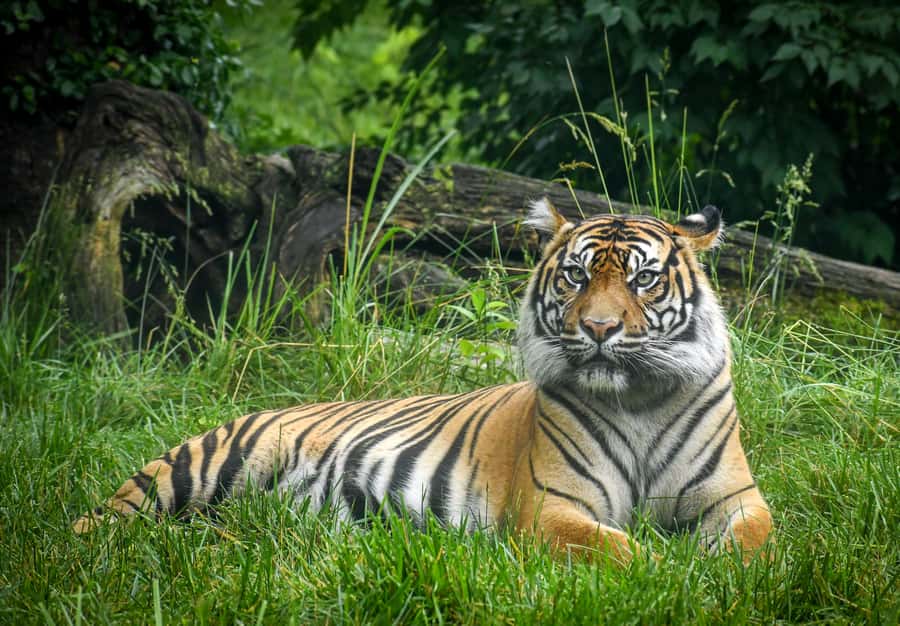 Nashville Zoo: Any-Day Admission Ticket - How Much Time You Really Need for a Full Zoo Walk