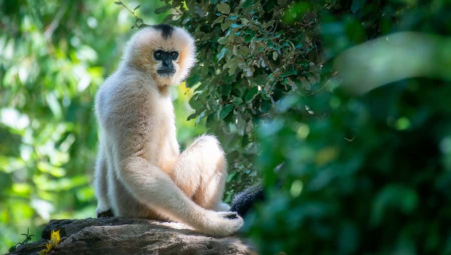 Nashville Zoo: Any-Day Admission Ticket - Grassmere Historic Home: A Good Break From Animal Action