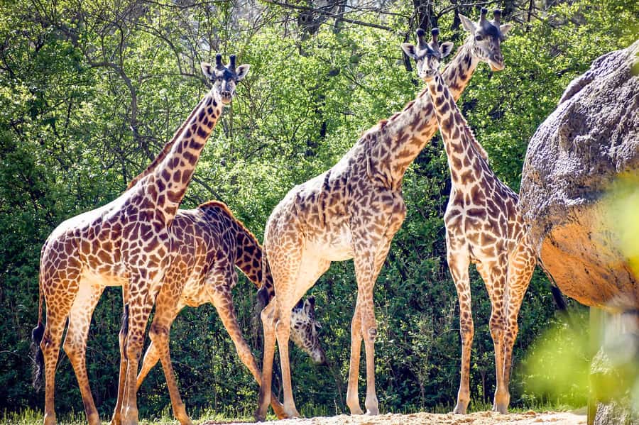 Nashville Zoo: Any-Day Admission Ticket - Add-On Attractions and the Real Cost of Going All-In