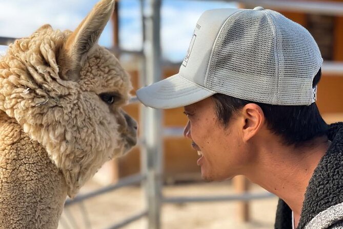 Nature Health Farms Alpaca Farm Petting Zoo Pahrump Death Valley - What to Bring (and What to Do) for a Smooth Animal Visit