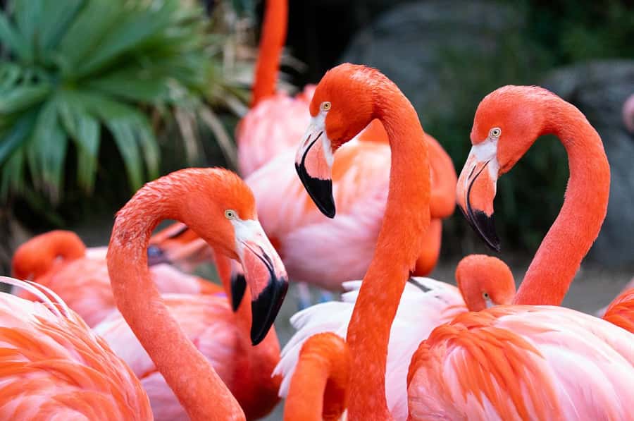 New Orleans: Audubon Zoo or Combo Ticket - African lion and Sumatran orangutan habitats: the close-up payoff