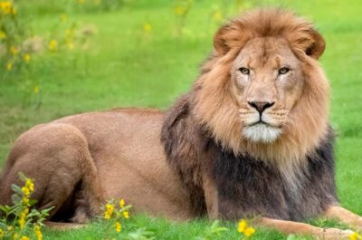New Orleans: Audubon Zoo or Combo Ticket - Planning your day on 50+ acres without losing time