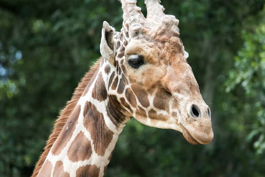 New Orleans: Audubon Zoo or Combo Ticket - Whooping cranes, Amur leopards, and Sumatran orangutans: how to spot what’s special