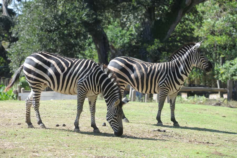 New Orleans: Audubon Zoo or Combo Ticket - Louisiana Swamp: the only urban swamp in the world