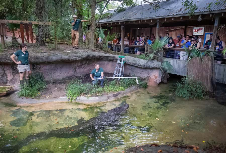 New Orleans: Audubon Zoo or Combo Ticket - Watoto Farm and animal care demos: learning that feels practical