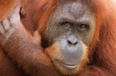 New Orleans: Audubon Zoo Ticket and Combination Option - Getting Oriented Fast: How the Zoo Day Plays Out
