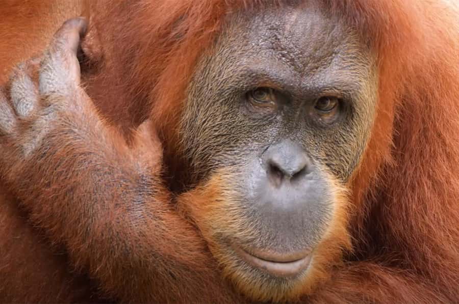 New Orleans: Audubon Zoo Ticket and Combination Option - Getting Oriented Fast: How the Zoo Day Plays Out