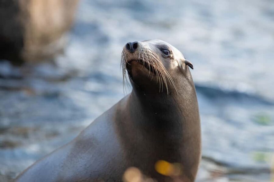 NYC: Bronx Zoo Entry Ticket - Key highlights you should know