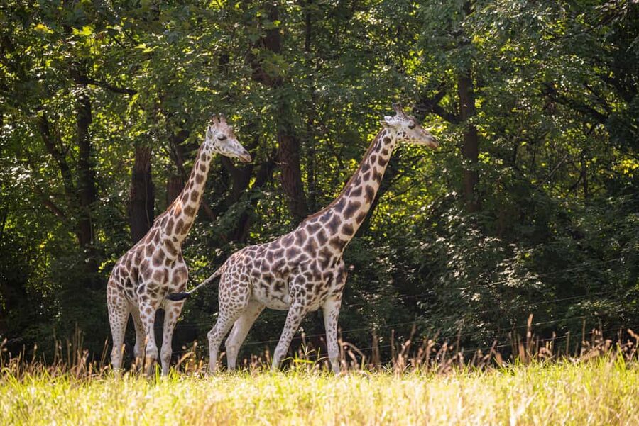 NYC: Bronx Zoo Entry Ticket - Choosing your gate for a smooth first hour