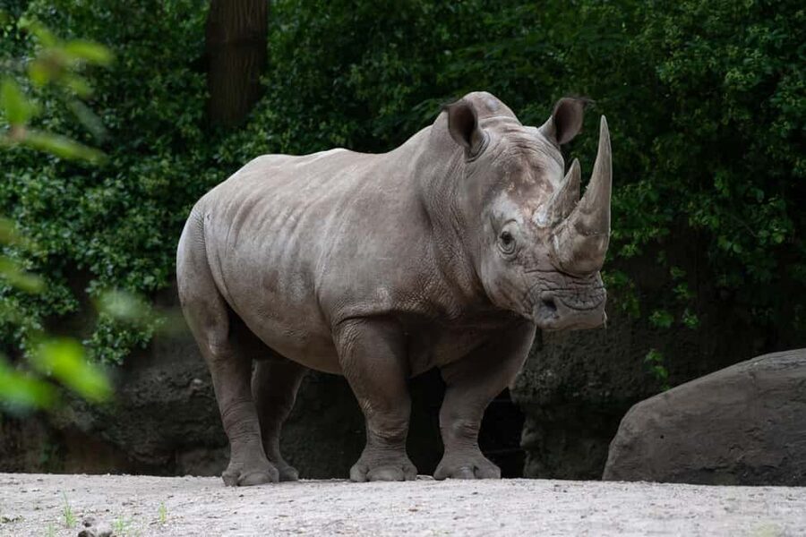 NYC: Bronx Zoo Entry Ticket - A practical one-day flow through the Bronx Zoo