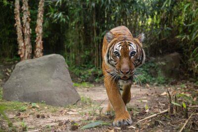 NYC: Bronx Zoo Entry Ticket - Is the $37 ticket worth it for a full day?