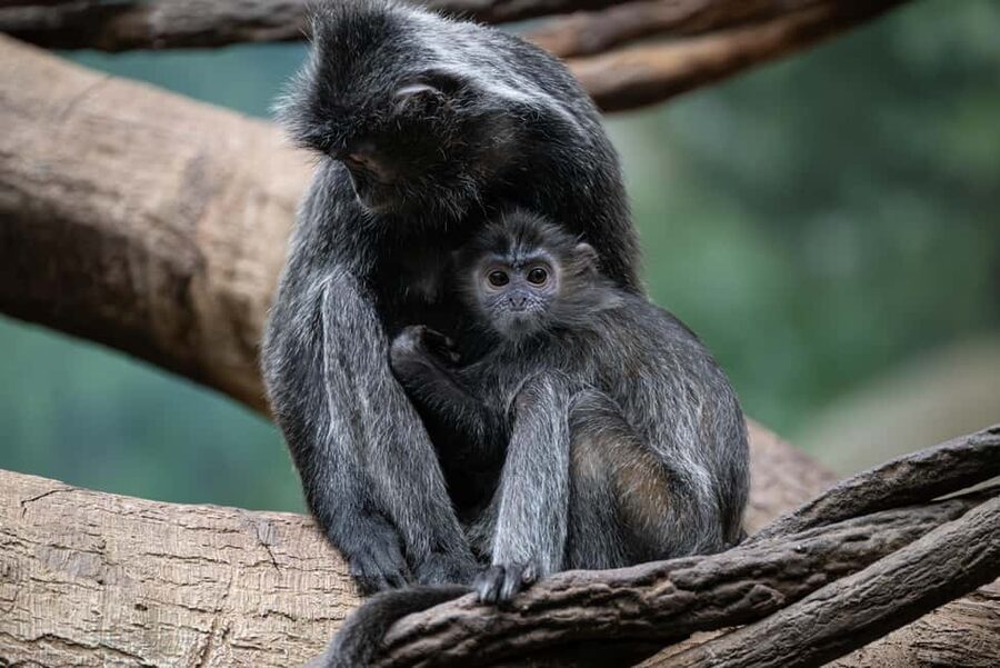 NYC: Bronx Zoo Entry Ticket - Congo Gorilla Forest: more than a gorilla stop