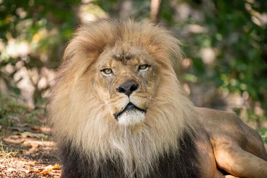 NYC: Bronx Zoo Entry Ticket - Tiger Mountain and African Plains: big cats and serious predators