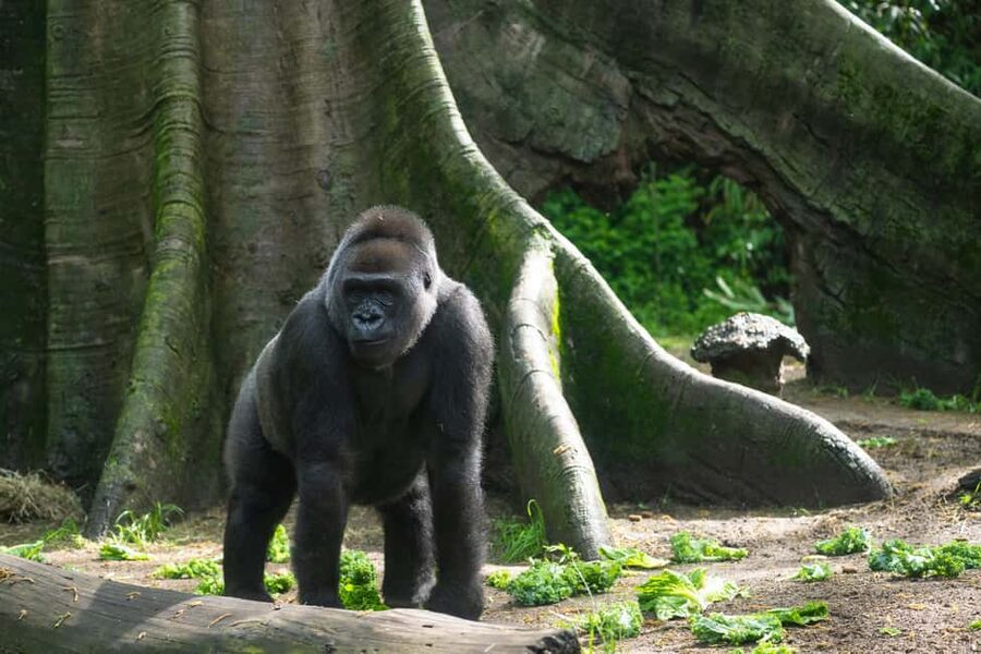 NYC: Bronx Zoo Entry Ticket - Himalayan Highlands, Snow Leopards, and red pandas