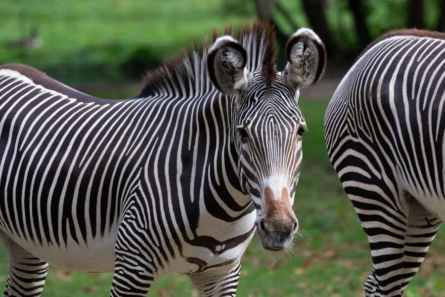NYC: Bronx Zoo Entry Ticket - World of Darkness (reopened in 2025): nocturnal animals and Madagascar