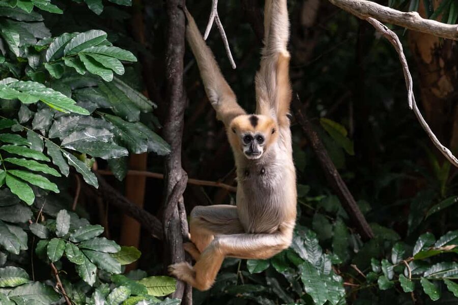 NYC: Bronx Zoo Entry Ticket - World of Birds plus the Aquatic Bird House and Sea Bird Aviary