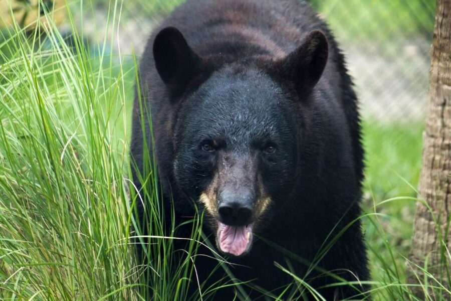 Orlando: Central Florida Zoo Skip-the-Line Ticket - Included tickets vs extra cost experiences