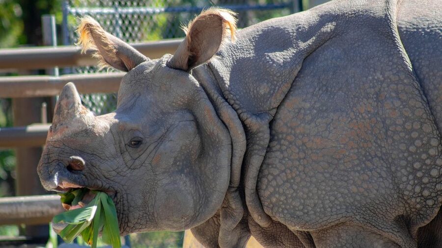 Orlando: Central Florida Zoo Skip-the-Line Ticket - Tips for a smooth one-day visit in Sanford