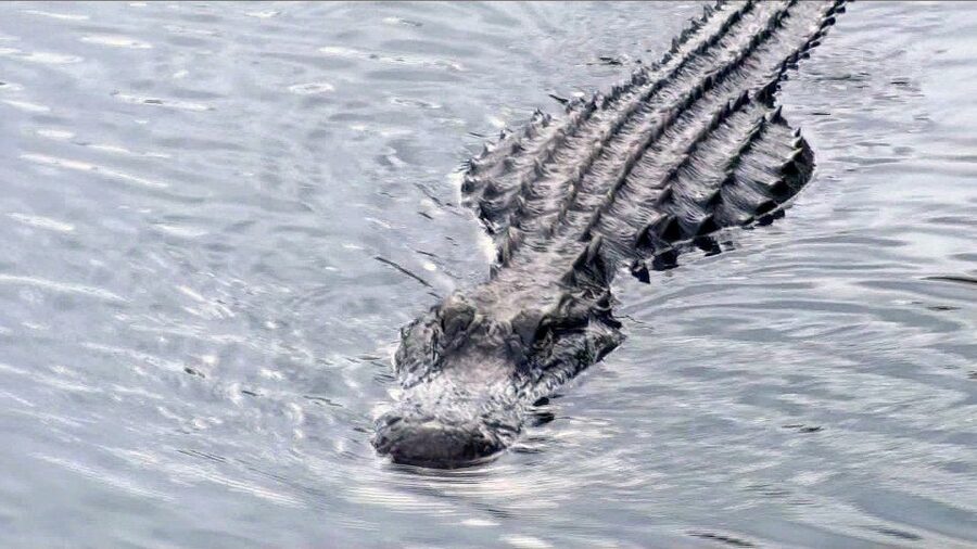 Orlando: Everglades Airboat Ride and Wildlife Park Ticket - First Stop: Wild Florida Airboat Tours and Where Your Day Starts