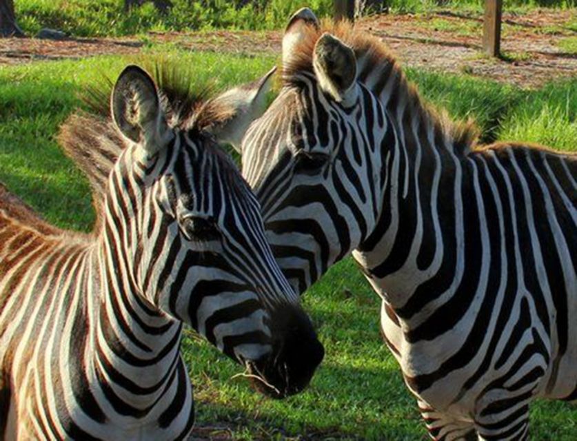 Orlando: Everglades Airboat Ride and Wildlife Park Ticket - The 30-Minute to 1-Hour Airboat Eco Tour: Speed, Views, and Real Wetland Talk